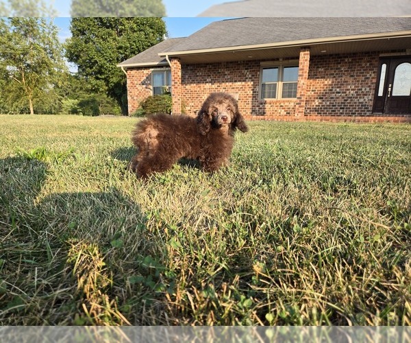 Medium Photo #5 Poodle (Toy) Puppy For Sale in CARLYLE, IL, USA