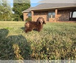 Small #4 Poodle (Toy)