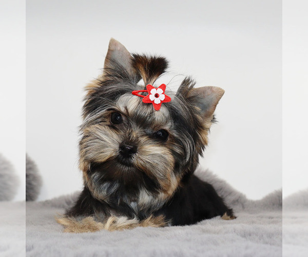 Medium Photo #1 Yorkshire Terrier Puppy For Sale in LOS ANGELES, CA, USA