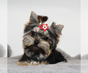 Yorkshire Terrier Puppy for sale in LOS ANGELES, CA, USA