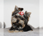Small Yorkshire Terrier