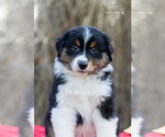 Small Photo #2 Miniature American Shepherd Puppy For Sale in LEXINGTON, KY, USA