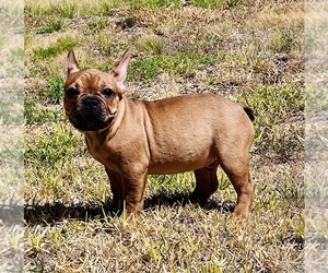 French Bulldog Puppy for sale in KILLEEN, TX, USA