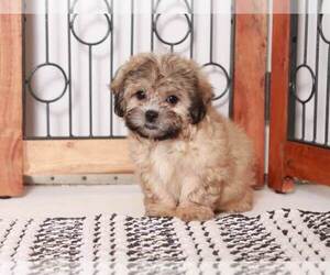 Zuchon Puppy for sale in NAPLES, FL, USA