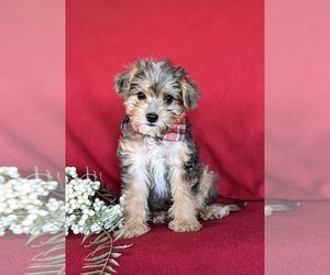 Poodle (Miniature)-Shorkie Tzu Mix Puppy for sale in KIRKWOOD, PA, USA