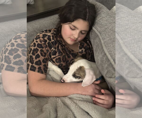 Medium Photo #5 Catahoula Leopard Dog-Unknown Mix Puppy For Sale in Rockaway, NJ, USA