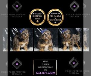 Goldendoodle (Miniature) Puppy for sale in WARSAW, IN, USA