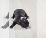 Puppy Black Boy1 American Pit Bull Terrier