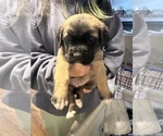 Small #7 Cane Corso-Saint Bernard Mix