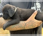 Small #8 Cane Corso-Rottweiler Mix