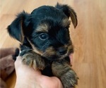 Small Photo #2 Yorkshire Terrier Puppy For Sale in WEST HARTFORD, CT, USA
