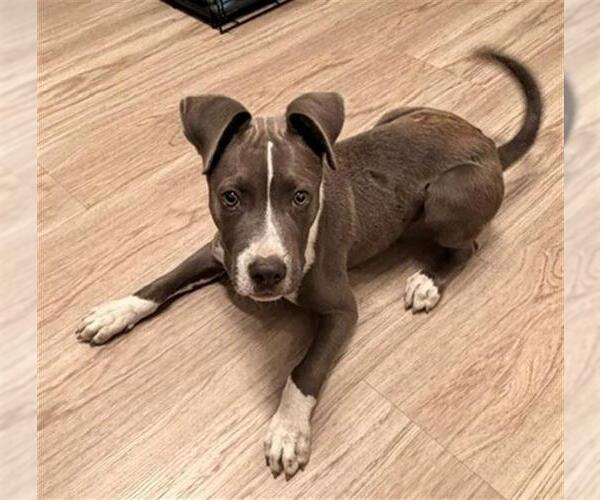 Medium Photo #1 Mutt Puppy For Sale in Baytown, TX, USA