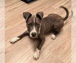 Small Mutt
