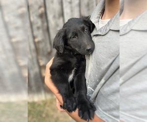 Gollie Puppy for sale in KINGSPORT, TN, USA
