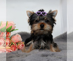 Small #1 Yorkshire Terrier
