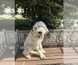 Shelby Virginia Jul 26 - Female Poodle (Standard) Dog for Adoption - Photo #4