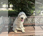 Small Photo #4 Poodle (Standard) Puppy For Sale in Pacolet, SC, USA