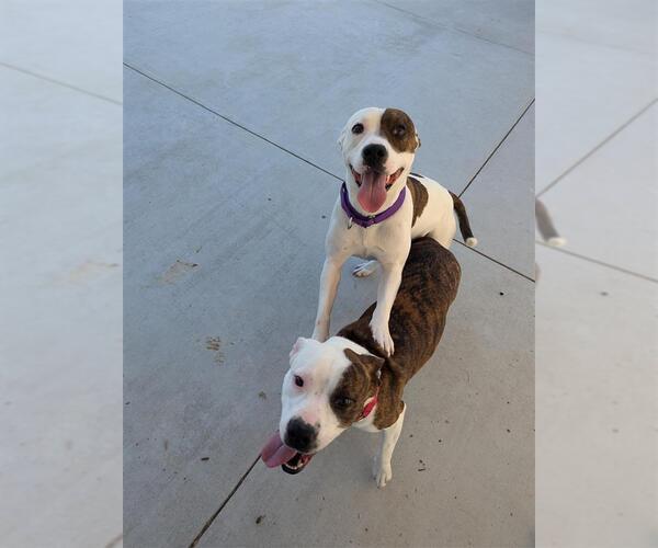 Medium Photo #2 American Pit Bull Terrier-Unknown Mix Puppy For Sale in Elk Grove, CA, USA