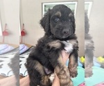 Puppy Kylo Aussiedoodle