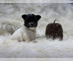 Small Photo #41 Shiranian Puppy For Sale in HAYWARD, CA, USA