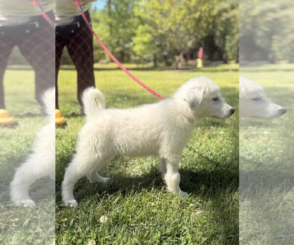 Medium Photo #2 Great Pyrenees-Unknown Mix Puppy For Sale in Yardley, PA, USA