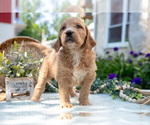 Small Photo #6 Goldendoodle Puppy For Sale in KIRKWOOD, PA, USA