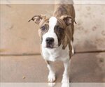 Small Photo #1 Boston Terrier-Unknown Mix Puppy For Sale in Martinez, CA, USA