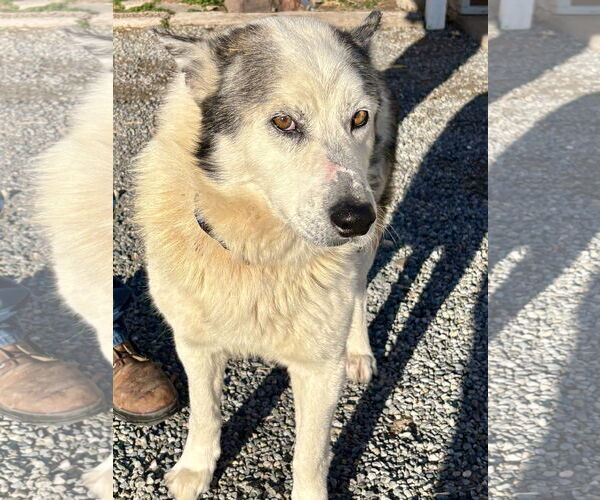 Medium Photo #1 Siberian Husky-Unknown Mix Puppy For Sale in Cedar Crest, NM, USA