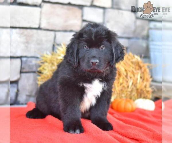 Medium Photo #3 Newfoundland Puppy For Sale in MILLERSBURG, OH, USA