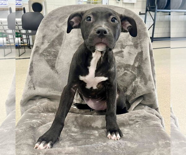 Medium Photo #3 American Staffordshire Terrier-Unknown Mix Puppy For Sale in New Oxford , PA, USA