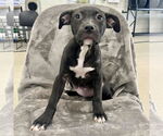 Small #2 American Staffordshire Terrier Mix