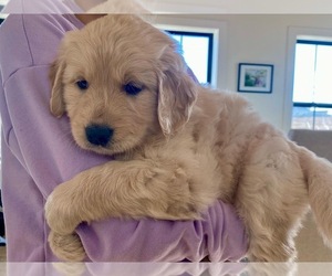Golden Retriever Puppy for sale in POTTSBORO, TX, USA