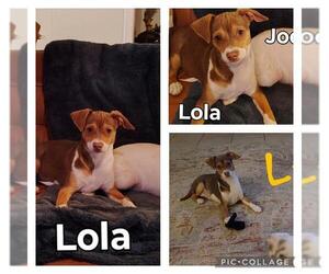 Mutt Dogs for adoption in San Antonio, TX, USA