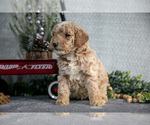 Small #2 Poodle (Miniature)