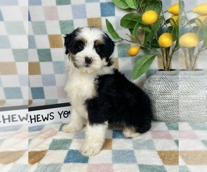 Bernedoodle (Miniature) Puppy for sale in FRANKLIN, IN, USA