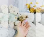 Small Photo #5 Maltipoo Puppy For Sale in CHANDLER, AZ, USA