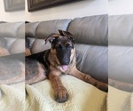 Small Photo #1 German Shepherd Dog Puppy For Sale in WELLINGTON, FL, USA