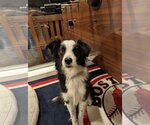Small Photo #3 Border Collie Puppy For Sale in Salt Lake City, UT, USA