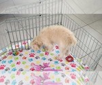 Small #5 Schnoodle (Miniature)