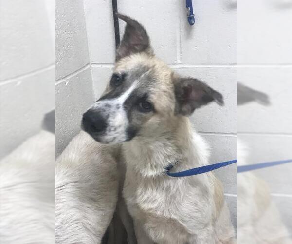 Medium Photo #1 Anatolian Shepherd-Unknown Mix Puppy For Sale in Conroe, TX, USA