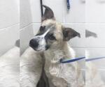 Small Anatolian Shepherd Mix
