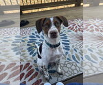 Small #3 Mutt