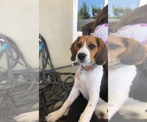 Beagle Puppy for sale in MENIFEE, CA, USA