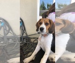 Small Photo #1 Beagle Puppy For Sale in MENIFEE, CA, USA