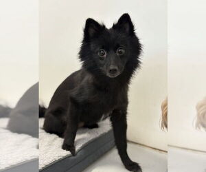 Pomeranian Dogs for adoption in Studio City, CA, USA