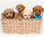 Small Photo #3 Maltipoo Puppy For Sale in LITTLE ROCK, AR, USA
