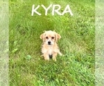 Small #1 Shorkie Tzu