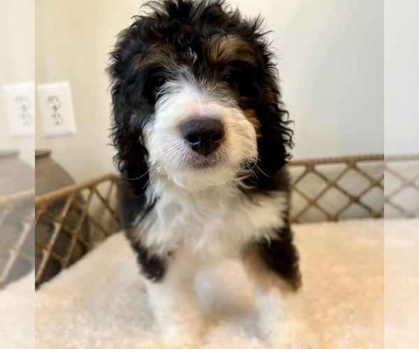 Medium Photo #4 Australian Mountain Dog Puppy For Sale in CULPEPER, VA, USA