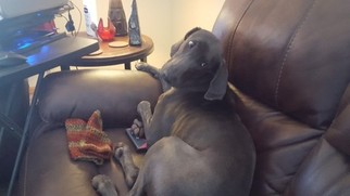Mother of the Weimaraner puppies born on 12/22/2017