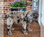 Small #6 Aussiedoodle